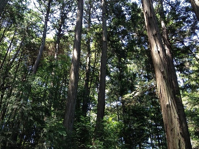 菅原神社 合格祈願　お守り